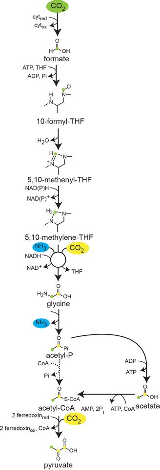 Demonstrating A 7th Co2 Fixation Route In Nature The Reductive Glycine Pathway Microbiology