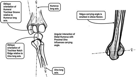 The Effect Of Elbow Flexion On Valgus Carrying Angle Journal Of Hand Surgery