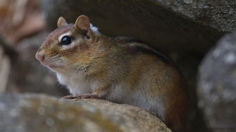 10 Ways To Keep Chipmunks Out Of Your Potted Plants