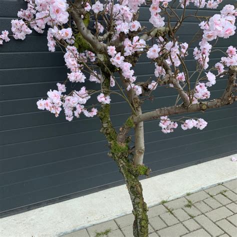 Kersenbloesem Boom Kunst Bloesemboom Sakura Cm Kunst