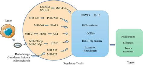 Frontiers Tumor Immune Microenvironment And Its Related Mirnas In