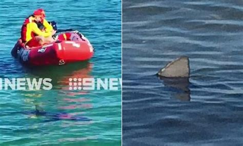 Shark Sighting At Elwood Beach In Melbourne Daily Mail Online