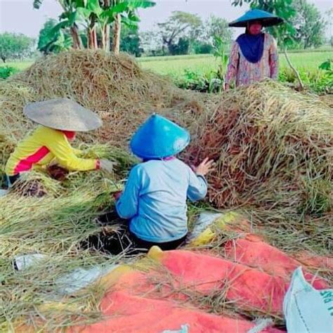 Panen Dan Pasca Panen Padi Ilmu