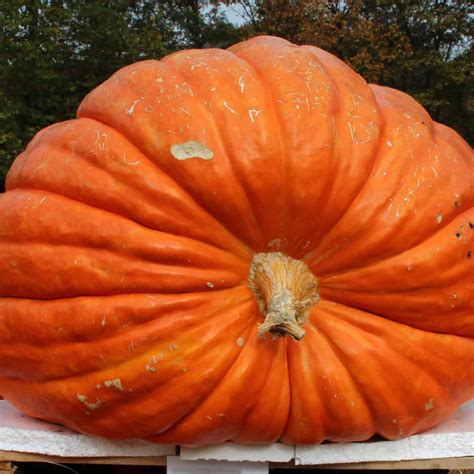 Giant Pumpkins – Bravo Fine Foods Hong Kong