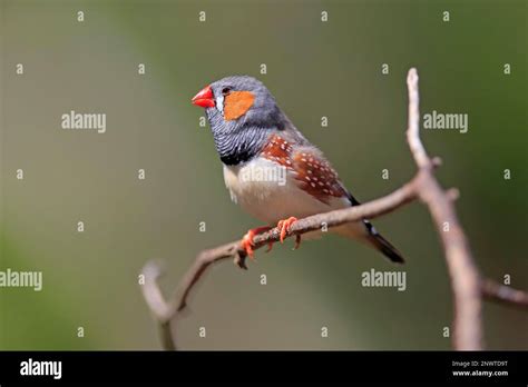 Zebra Finch Taeniopygia Guttata Adult On Branch Mount Lofty South