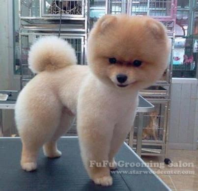 Pomeranian Dog Haircuts Styles