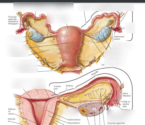 Utrerus Diagram | Quizlet