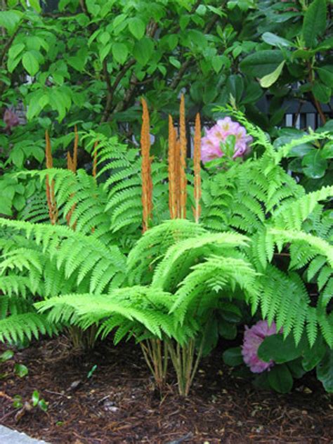 Cinnamon Fern For Sale $6.99 | Large Healthy Fern Plants