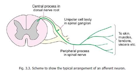 Afferent Neurons