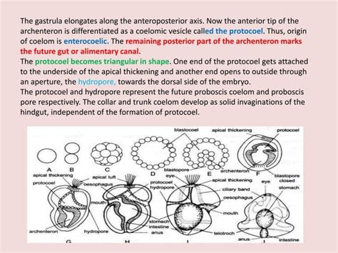 Balanoglossus-Morphology structure, development , larva ,Affinities | PPT