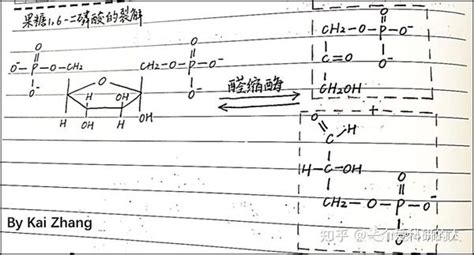 （基础篇）糖酵解的生化反应 知乎