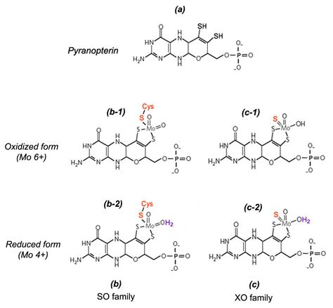 Ijms Free Full Text Multiple Ways Of Nitric Oxide Production In Plants And Its Functional