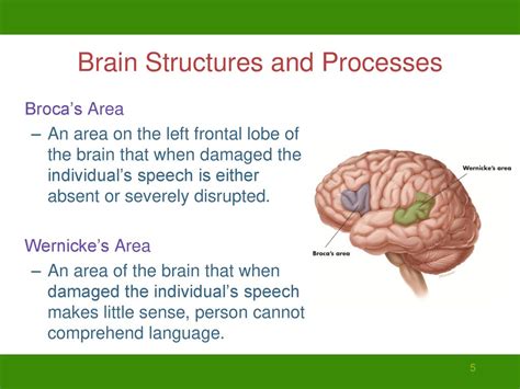 PSYC 206 Life span Development Aylin Küntay ppt download