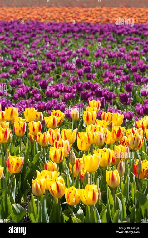 Tulips in Keukenhof Stock Photo - Alamy