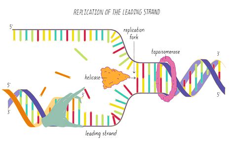 The Structure Of Dna By Ron Vale