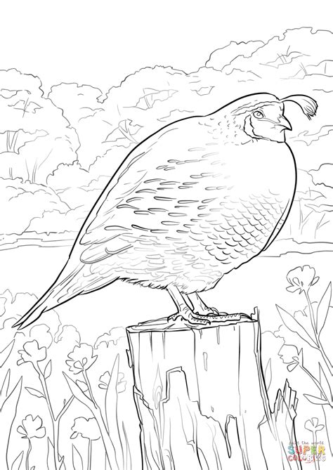 California Quail Coloring Page Free Printable Coloring Pages