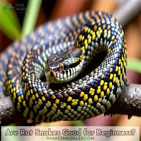 Rat Snakes as Pets: a Beginner's Guide to Proper Care and Husbandry