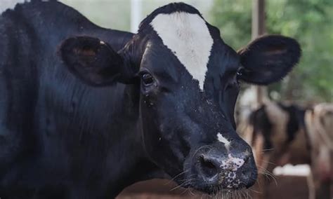 Parasite Watch Managing Stomach Worms In Cattle Agridirectie