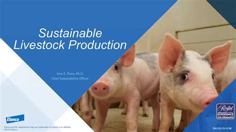 Sustainable Livestock Production YouTube