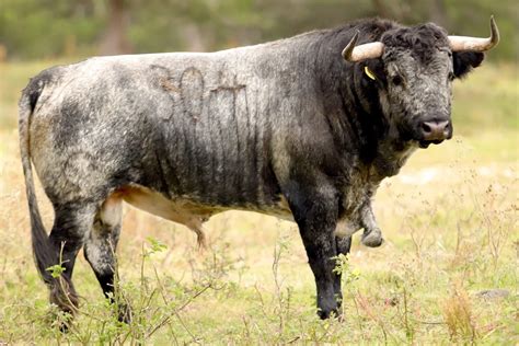 Estos Son Los Toros De Piedras Negras Para Tlaxcala Aplausos Es