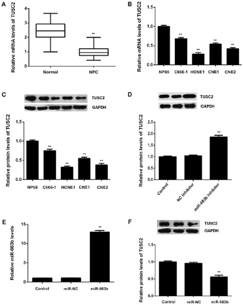 A Quantitative Pcr Qpcr Was Conducted To Examine The Mrna Levels Of