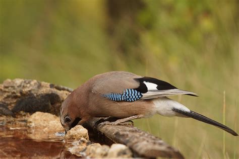 Pasi N Por Las Aves Arrendajo Euroasi Tico Garrulus Glandarius