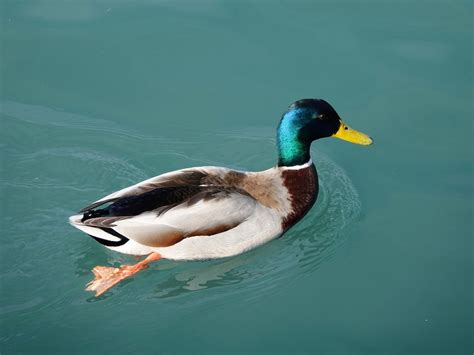 Understanding The Duck Mating Habits Bioexpedition