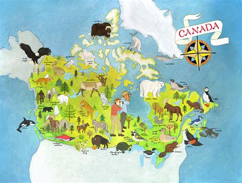 Animals of Canada Map by JessicaRaeGordon on DeviantArt