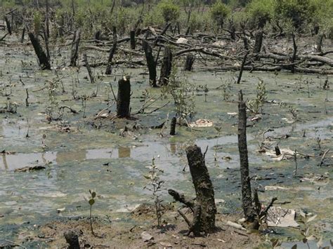 3 Cases Of Mangrove Destruction Reported In Mumbai Last Month Mumbai News Hindustan Times