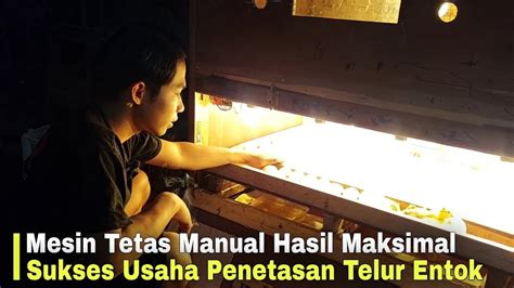 Mesin Tetas Manual Hasil Maksimal Sukses Usaha Penetasan Telur