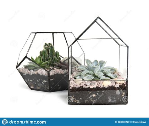 Glass Florarium Vases With Succulents On White Background Stock Photo