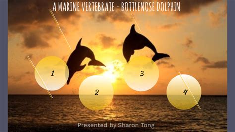 Bottlenose Dolphin By Sharon Tong On Prezi