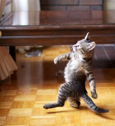 Cat Walking Like A Boss Meme Generator