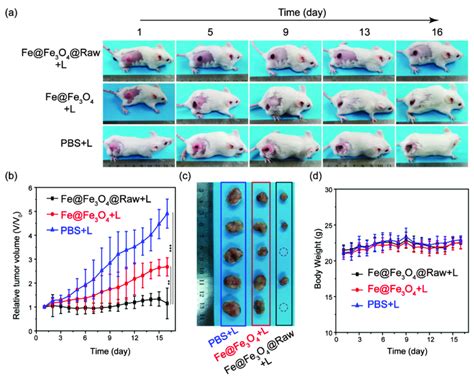 Photothermal Therapy Effects Of The Pbs Fe Fe O And Fe Fe O