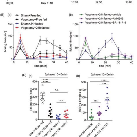 The Effect Of Subdiaphragmatic Vagotomy On Fasting Induced Analgesia In