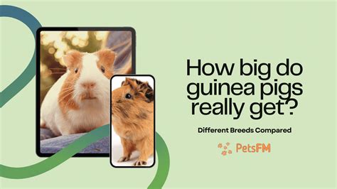 How Big Can Guinea Pigs Get Different Breeds Compared