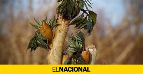 El Cambio Clim Tico Hace Crecer El Riesgo De Heladas A Finales De