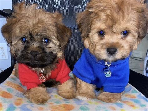 Shorkie Puppies For Sale | Atlanta, GA #561189 | Petzlover