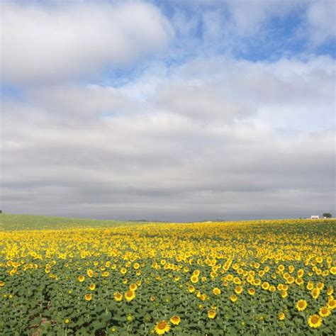 Sunflower fields in Spain | Sunflower fields, Natural landmarks, Farmland