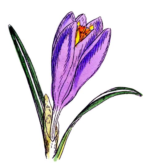 Crocus Images Lovely Flowers The Graphics Fairy