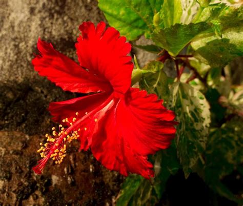 National Flowers of World Countries.. Fiji ( Hibiscus ) www.facebook ...