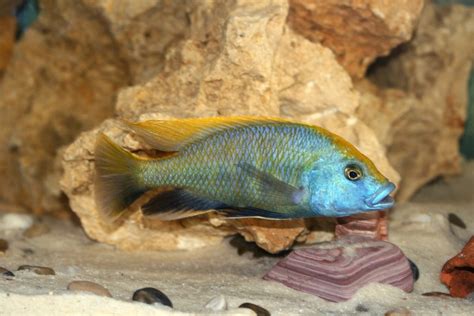 Electric Yellow Cichlid Care | Labidochromis caeruleus - Maryland ...