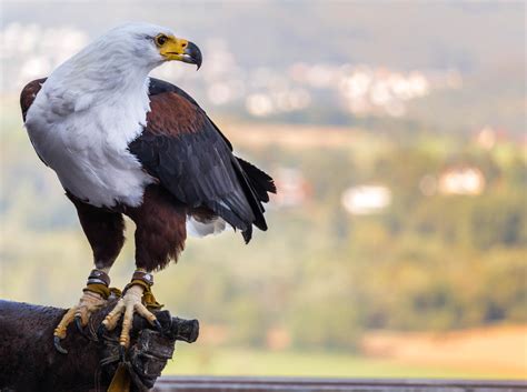 African Fish Eagle Haliaeetus Vocifer By Paschlewwer On Deviantart