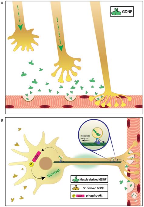 A Compartmentalized Microfluidic Neuromuscular Co Culture System