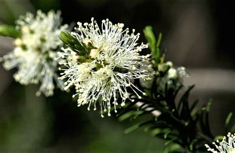 Melaleuca ericifolia – Bungalook Nursery