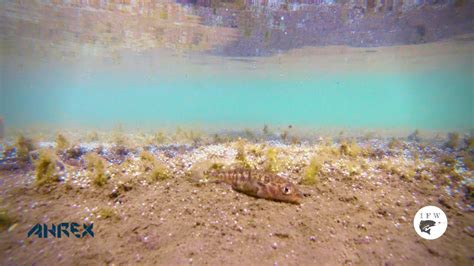 Stickleback S And Brown Trout Parr In Vei Iv Tn Youtube