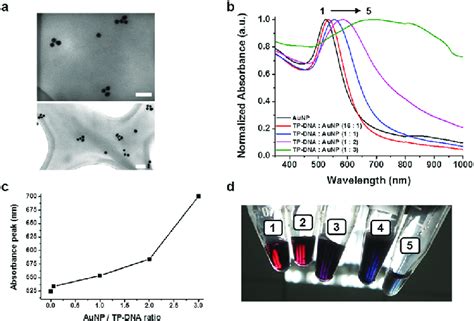 A TEM Images Of The TANA Sample TP DNA AuNP 16 1 And 1 1