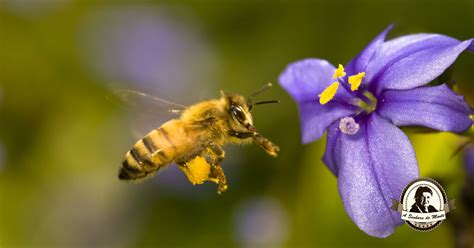 Fiquem A Conhecem Algumas Plantas Que Atraem Abelhas