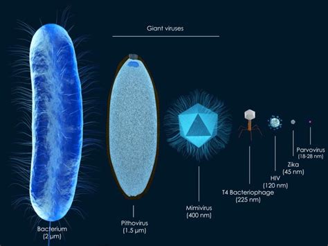 Scientists Use Dna To Trace The Origins Of Giant Viruses