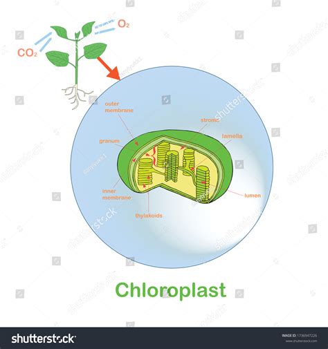 Scheme Of Chloroplast Structure Hand Drawn Royalty Free Stock Vector